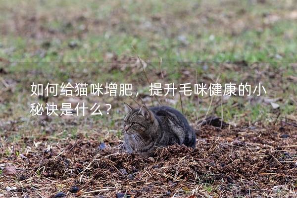 如何给猫咪增肥，提升毛咪健康的小秘诀是什么？