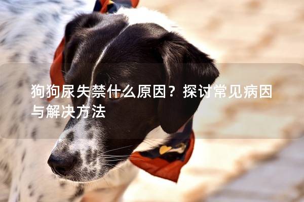 狗狗尿失禁什么原因？探讨常见病因与解决方法