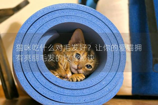 猫咪吃什么对毛发好？让你的爱猫拥有亮丽毛发的饮食秘诀