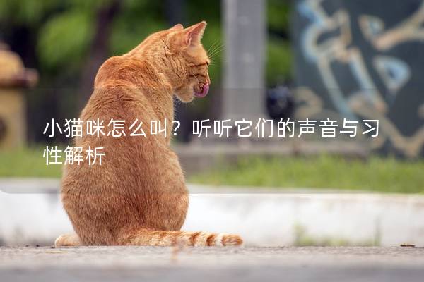 小猫咪怎么叫？听听它们的声音与习性解析