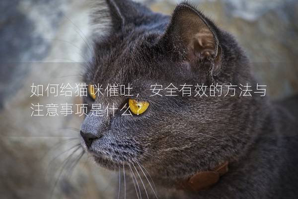 如何给猫咪催吐，安全有效的方法与注意事项是什么？