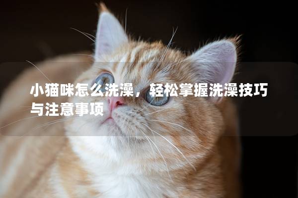 小猫咪怎么洗澡，轻松掌握洗澡技巧与注意事项