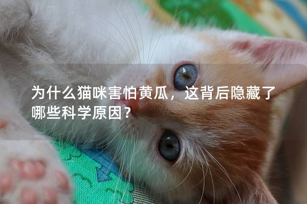 为什么猫咪害怕黄瓜，这背后隐藏了哪些科学原因？