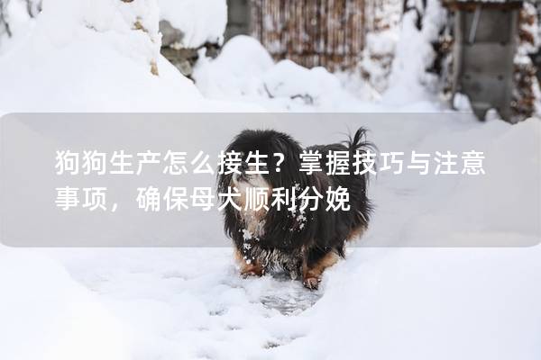 狗狗生产怎么接生？掌握技巧与注意事项，确保母犬顺利分娩