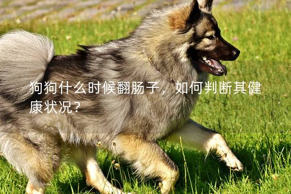 狗狗什么时候翻肠子，如何判断其健康状况？