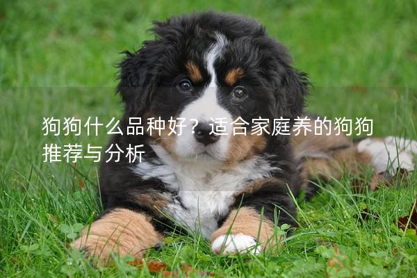 狗狗什么品种好？适合家庭养的狗狗推荐与分析