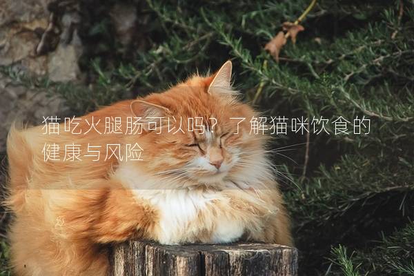 猫吃火腿肠可以吗？了解猫咪饮食的健康与风险