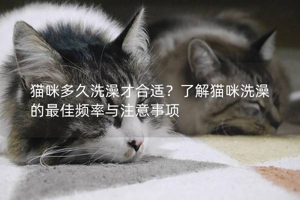 猫咪多久洗澡才合适？了解猫咪洗澡的最佳频率与注意事项