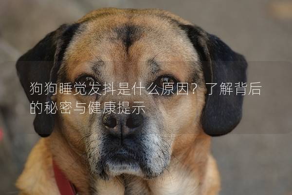 狗狗睡觉发抖是什么原因？了解背后的秘密与健康提示