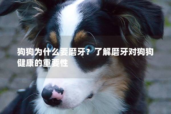 狗狗为什么要磨牙？了解磨牙对狗狗健康的重要性