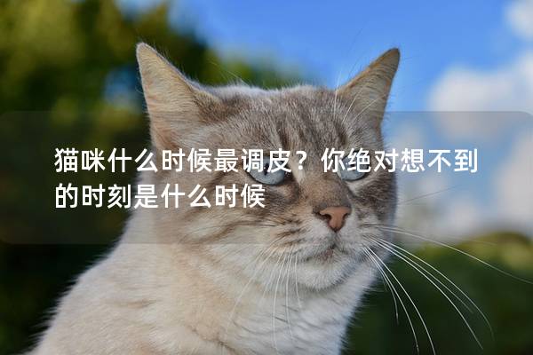 猫咪什么时候最调皮？你绝对想不到的时刻是什么时候
