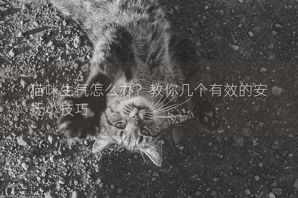 猫咪生气怎么办？教你几个有效的安抚小技巧