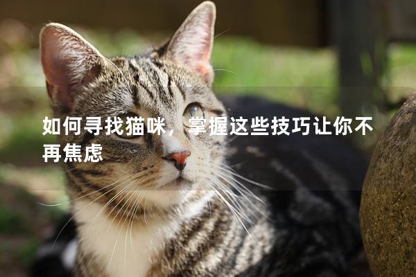如何寻找猫咪，掌握这些技巧让你不再焦虑