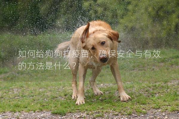 如何给狗狗打疫苗,确保安全与有效的方法是什么? 如何给狗狗打疫苗,确保安全与有效的方法是什么?