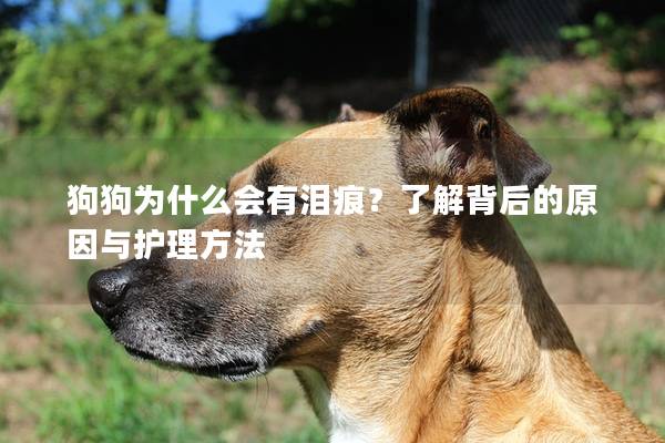 狗狗为什么会有泪痕？了解背后的原因与护理方法