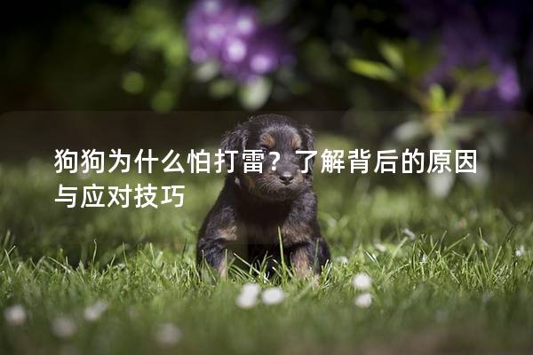 狗狗为什么怕打雷？了解背后的原因与应对技巧
