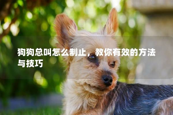 狗狗总叫怎么制止，教你有效的方法与技巧