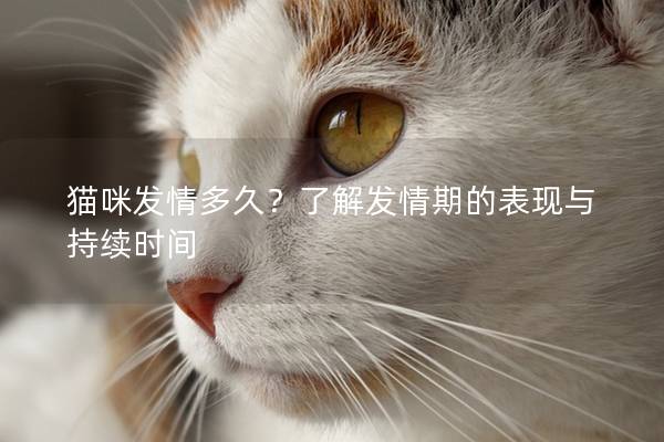 猫咪发情多久？了解发情期的表现与持续时间