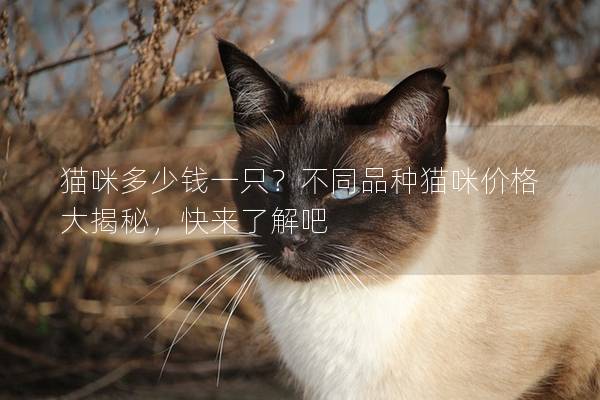 猫咪多少钱一只？不同品种猫咪价格大揭秘，快来了解吧