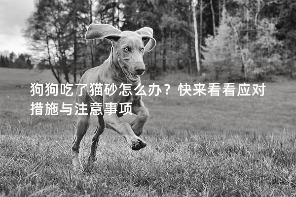 狗狗吃了猫砂怎么办？快来看看应对措施与注意事项
