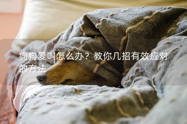 狗狗爱叫怎么办？教你几招有效应对的方法