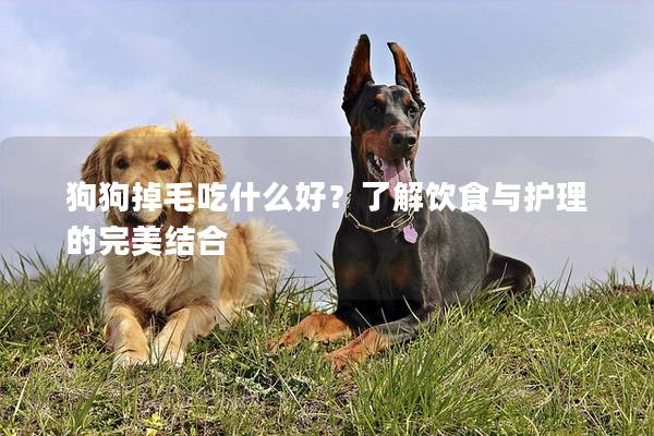 狗狗掉毛吃什么好？了解饮食与护理的完美结合