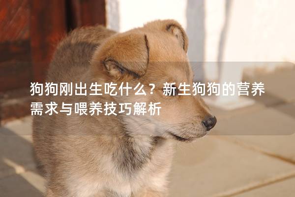 狗狗刚出生吃什么？新生狗狗的营养需求与喂养技巧解析