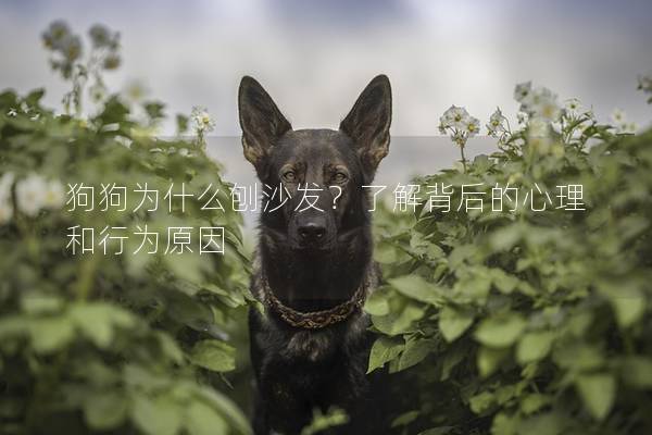 狗狗为什么刨沙发？了解背后的心理和行为原因