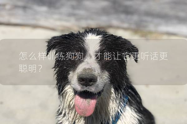 怎么样训练狗狗，才能让它更听话更聪明？