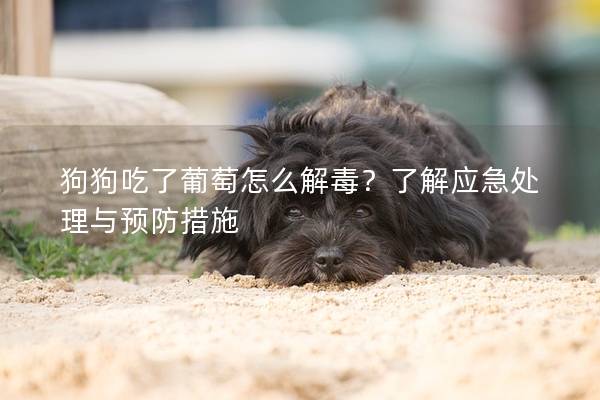 狗狗吃了葡萄怎么解毒？了解应急处理与预防措施