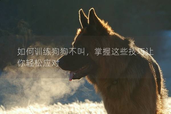 如何训练狗狗不叫，掌握这些技巧让你轻松应对