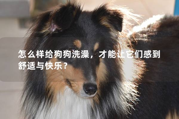 怎么样给狗狗洗澡，才能让它们感到舒适与快乐？