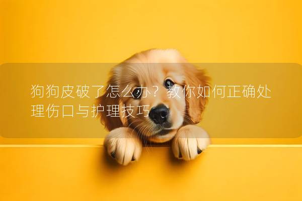 狗狗皮破了怎么办？教你如何正确处理伤口与护理技巧
