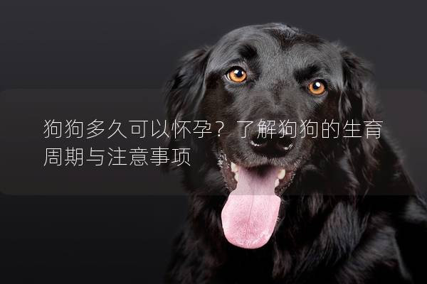 狗狗多久可以怀孕？了解狗狗的生育周期与注意事项