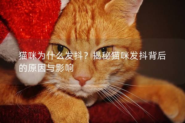 猫咪为什么发抖？揭秘猫咪发抖背后的原因与影响