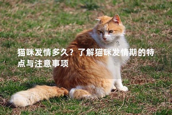 猫咪发情多久？了解猫咪发情期的特点与注意事项