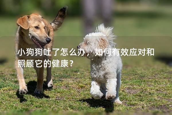 小狗狗吐了怎么办，如何有效应对和照顾它的健康？