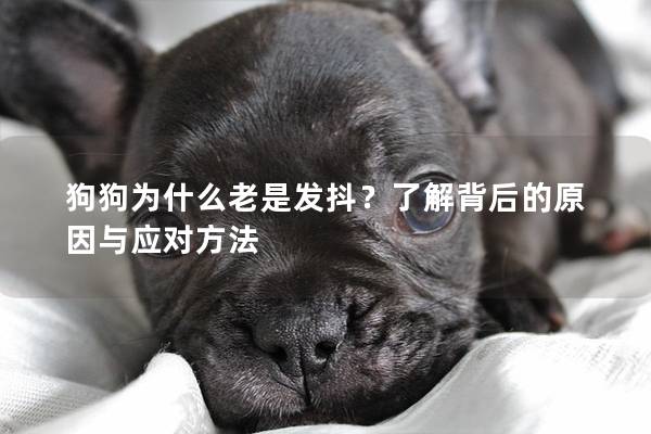 狗狗为什么老是发抖?了解背后的原因与应对方法 狗狗为什么老是发抖?了解背后的原因与应对方法