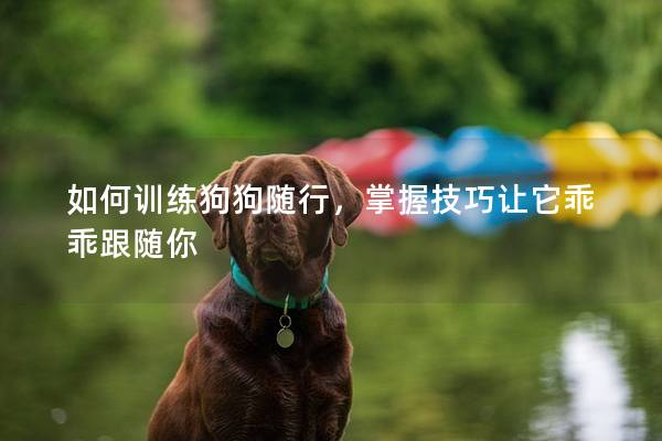如何训练狗狗随行，掌握技巧让它乖乖跟随你