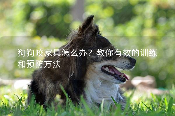 狗狗咬家具怎么办？教你有效的训练和预防方法