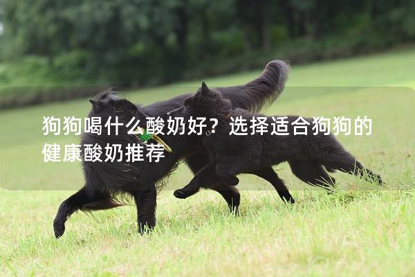 狗狗喝什么酸奶好？选择适合狗狗的健康酸奶推荐