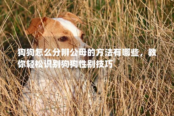 狗狗怎么分辨公母的方法有哪些,教你轻松识别狗狗性别技巧 狗狗怎么分辨公母的方法有哪些,教你轻松识别狗狗性别技巧