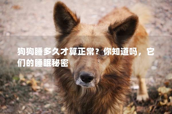 狗狗睡多久才算正常？你知道吗，它们的睡眠秘密