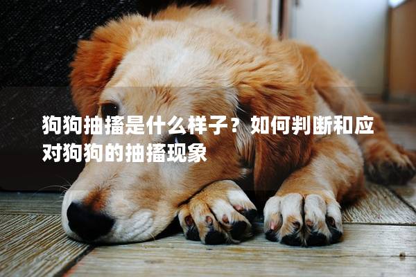 狗狗抽搐是什么样子？如何判断和应对狗狗的抽搐现象