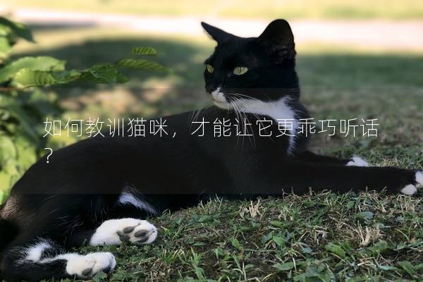 如何教训猫咪，才能让它更乖巧听话？