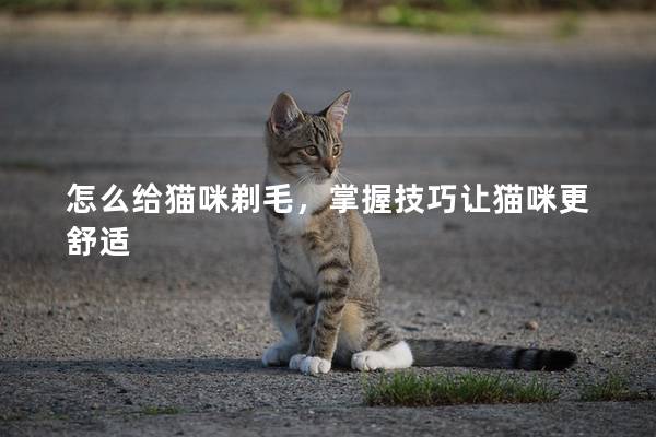 怎么给猫咪剃毛，掌握技巧让猫咪更舒适