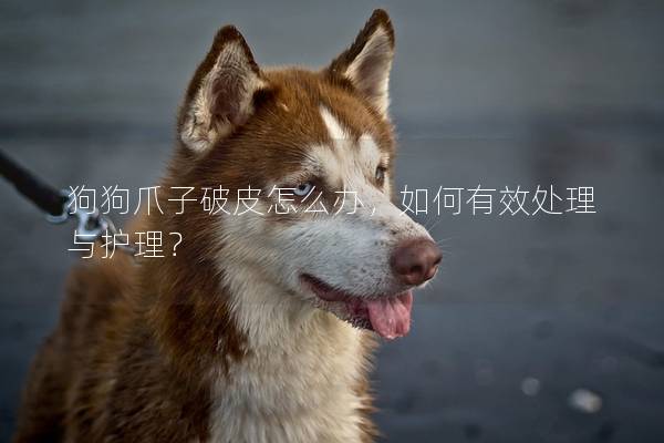 狗狗爪子破皮怎么办，如何有效处理与护理？
