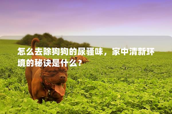 怎么去除狗狗的尿骚味，家中清新环境的秘诀是什么？