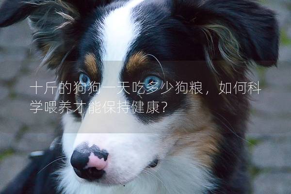 十斤的狗狗一天吃多少狗粮，如何科学喂养才能保持健康？