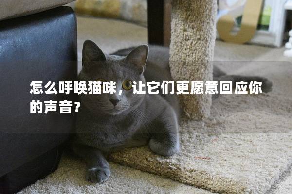 怎么呼唤猫咪，让它们更愿意回应你的声音？
